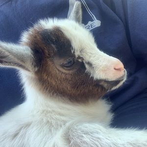 Meet your Posher, Shay